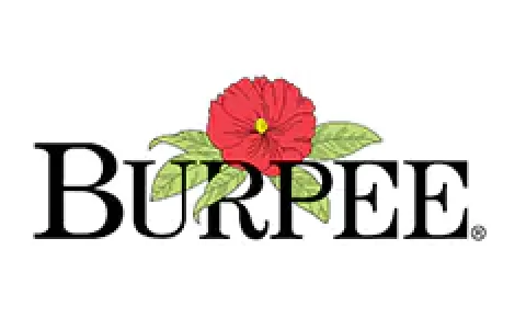 burpee