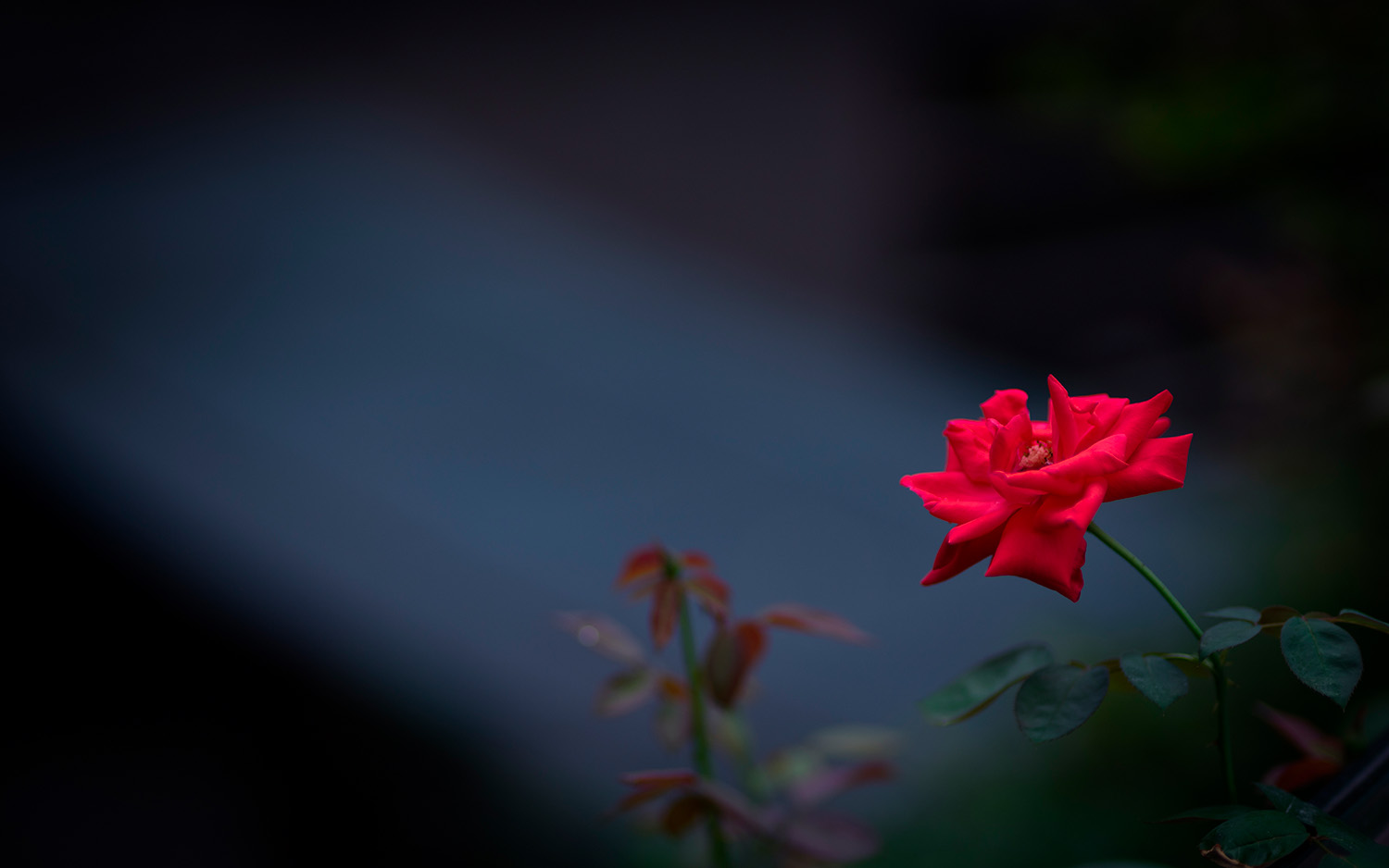 嘉蕊镜头怎么样（嘉蕊 jaray 85mm f1.4使用感受）